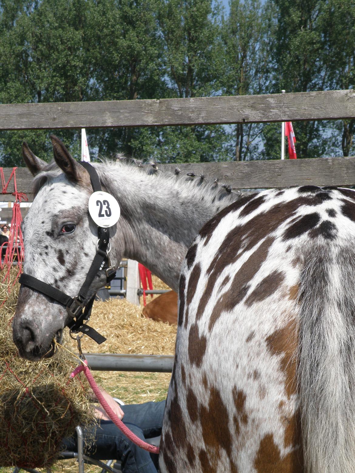 Knabstrupper Friis' Phoebe billede 1