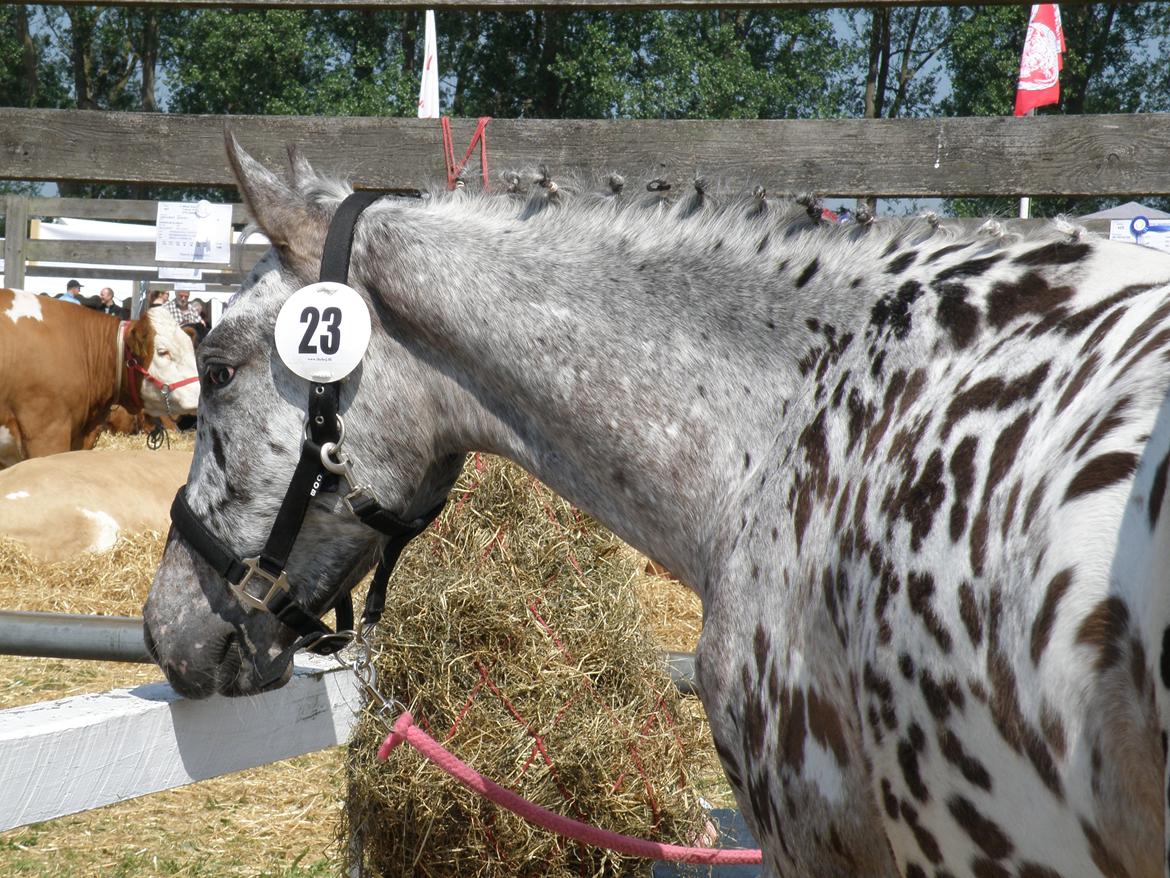 Knabstrupper Friis' Phoebe billede 3