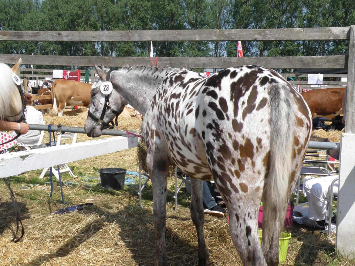 Knabstrupper Friis' Phoebe billede 4