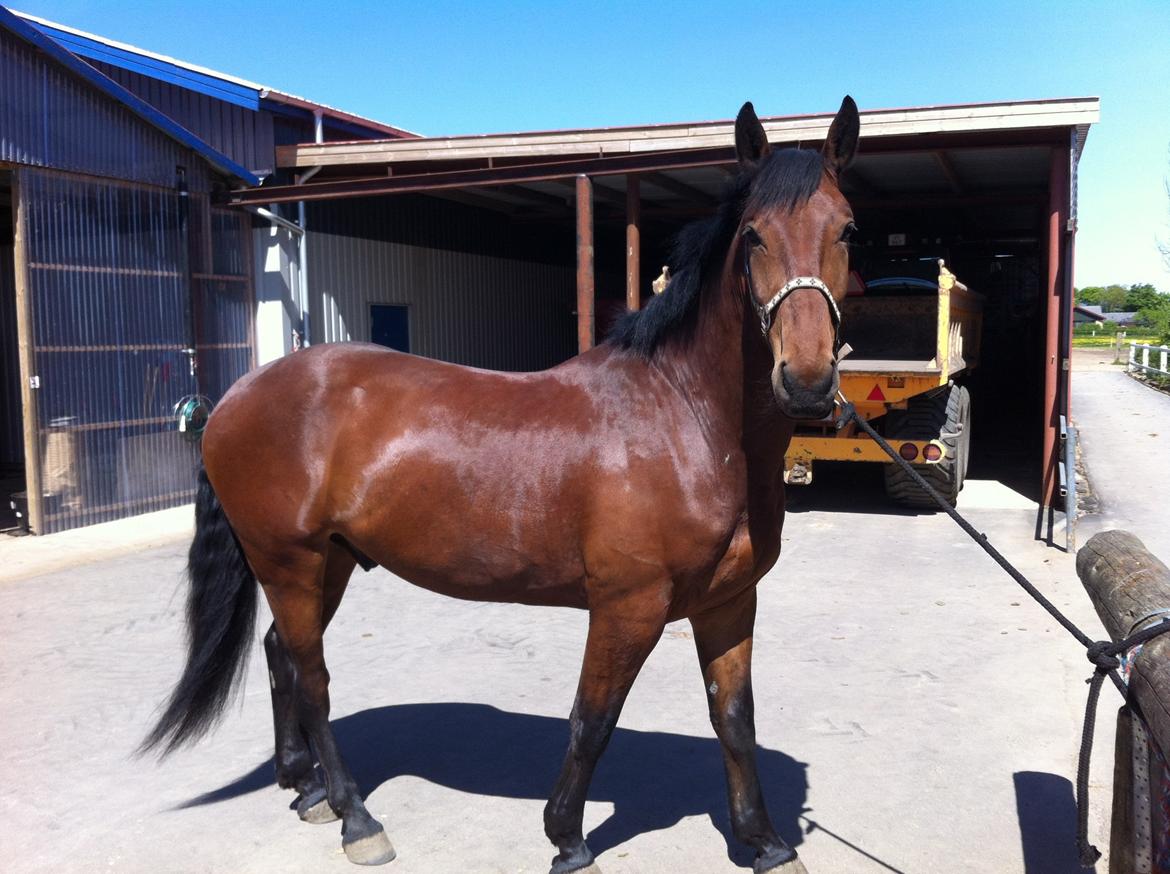 Oldenborg Tiedemanns Herkules billede 16