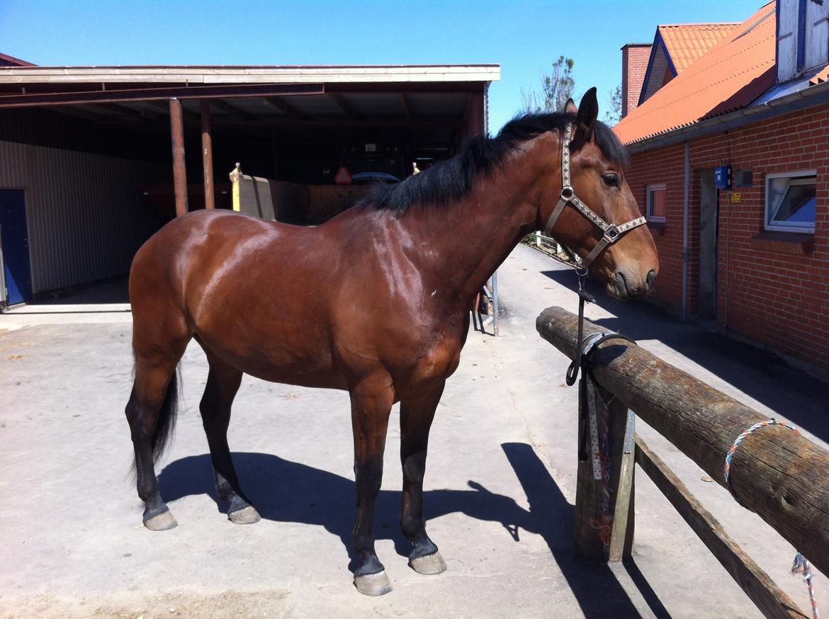 Oldenborg Tiedemanns Herkules billede 17