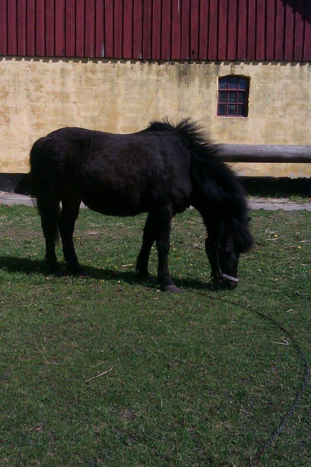 Anden særlig race Buster billede 15