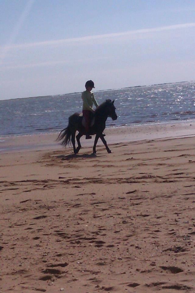 Anden særlig race Buster billede 5