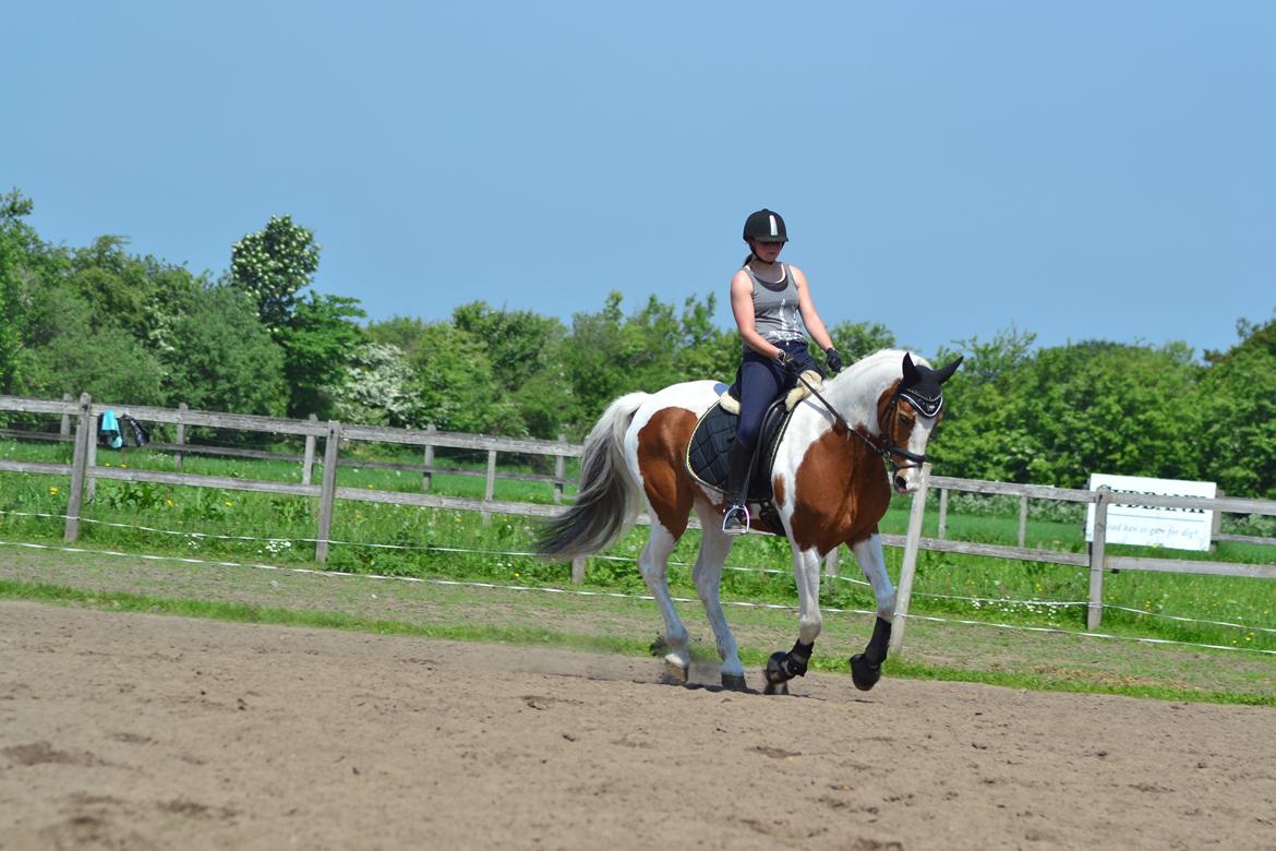 Pinto • Medina • billede 13