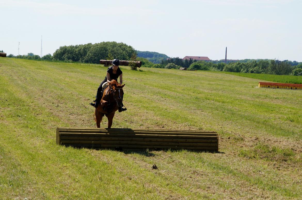 Tysk Sportspony Celette billede 7