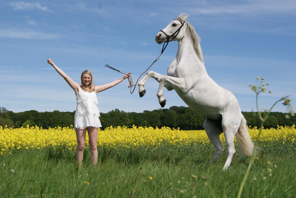 DSP Præstemarkens Mahogni |Honey| - Med dette smukke stejle billede, vandt jeg et HELT RBH sæt!!!!! Jeg eeeeeeeeelsker dig Honey!!!! <3  billede 10