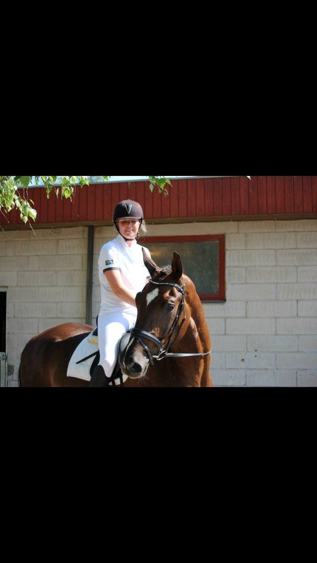 Anden særlig race Gentleman billede 13