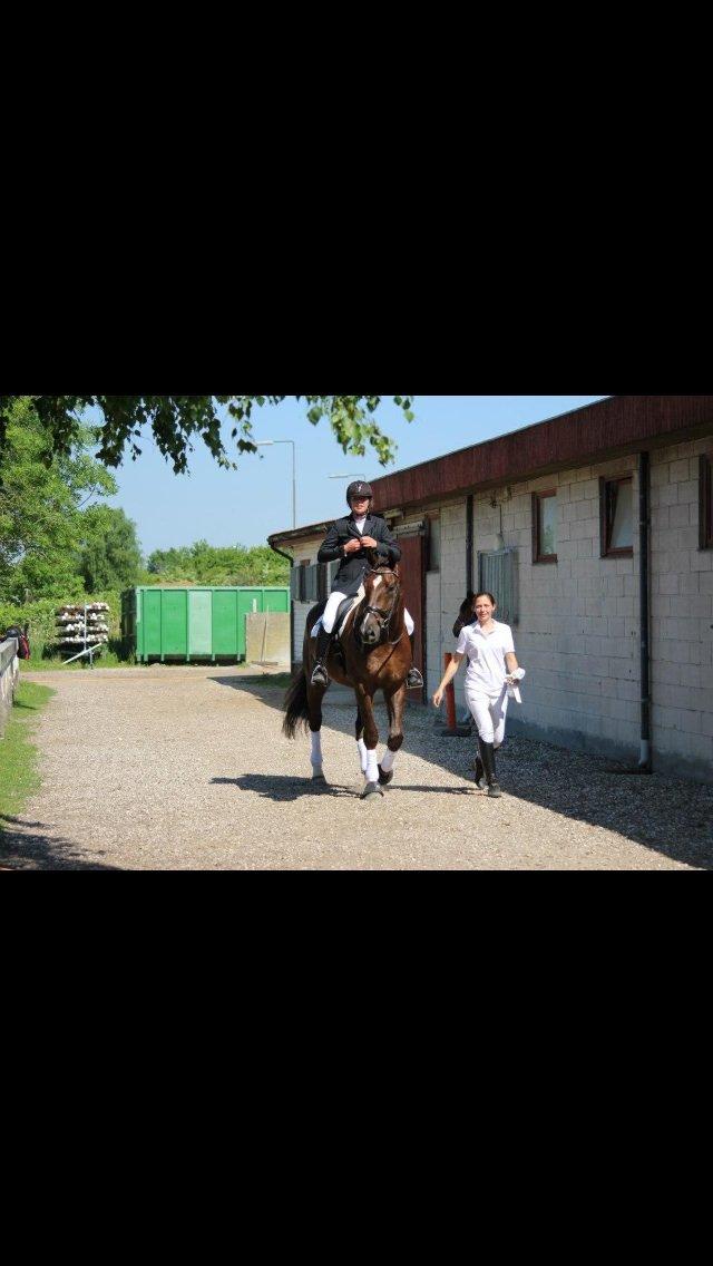 Anden særlig race Gentleman billede 14