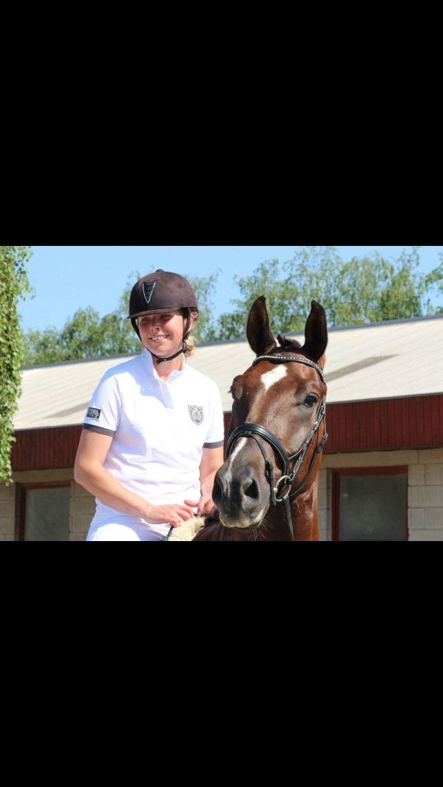 Anden særlig race Gentleman billede 15