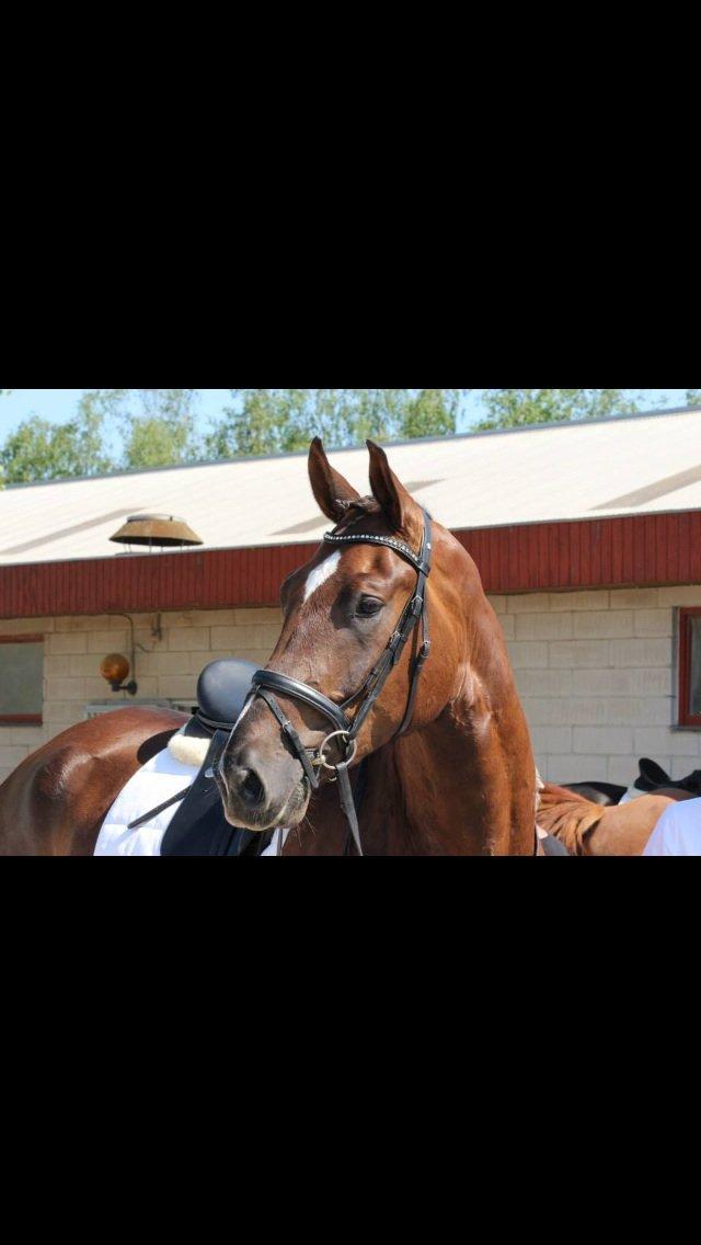 Anden særlig race Gentleman billede 16