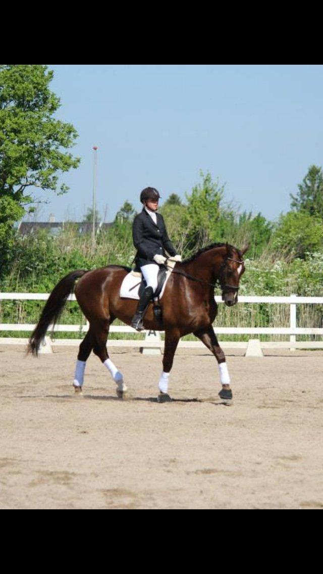 Anden særlig race Gentleman billede 17