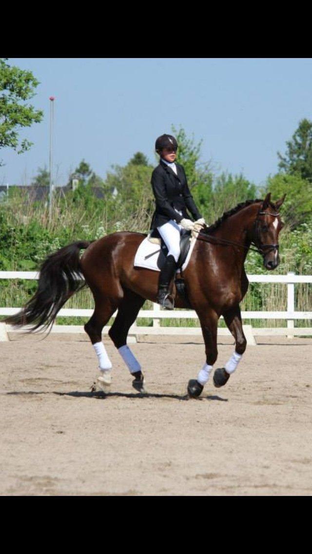 Anden særlig race Gentleman billede 18