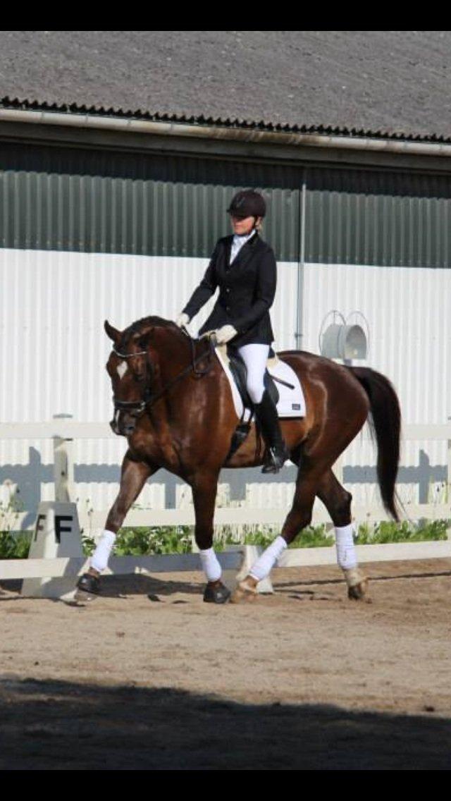 Anden særlig race Gentleman billede 19