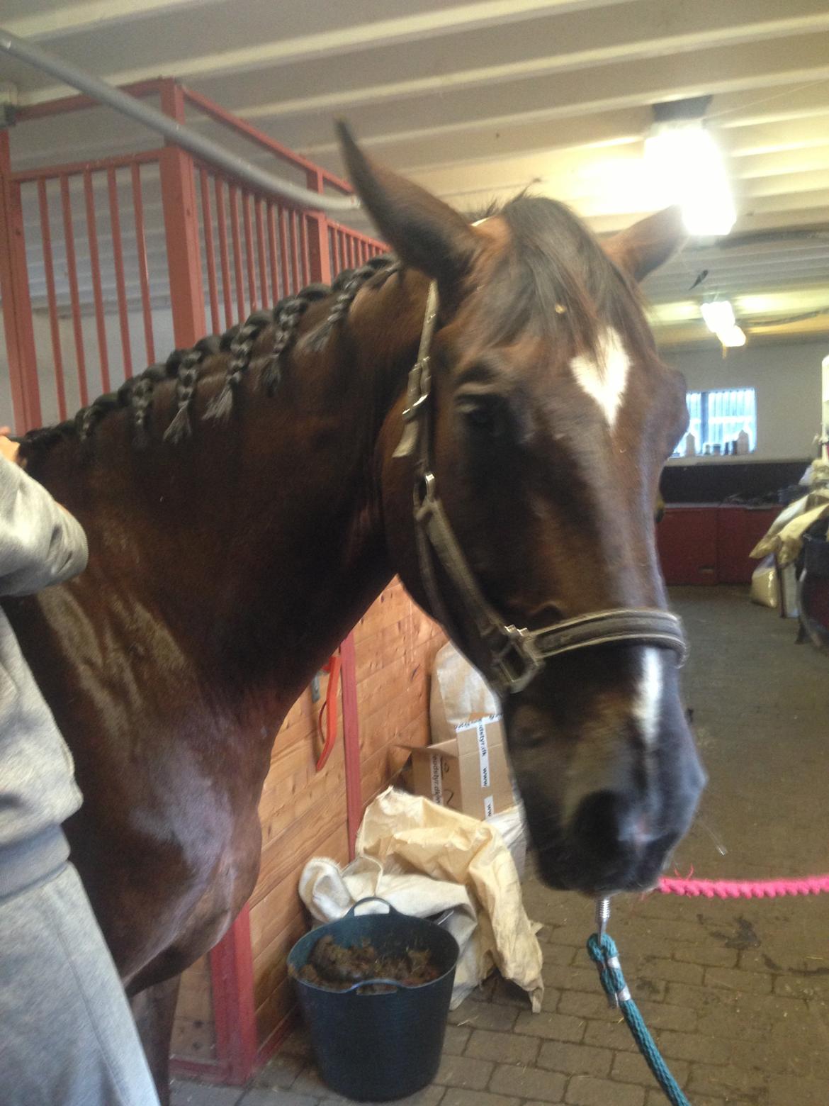 Anden særlig race Gentleman billede 20