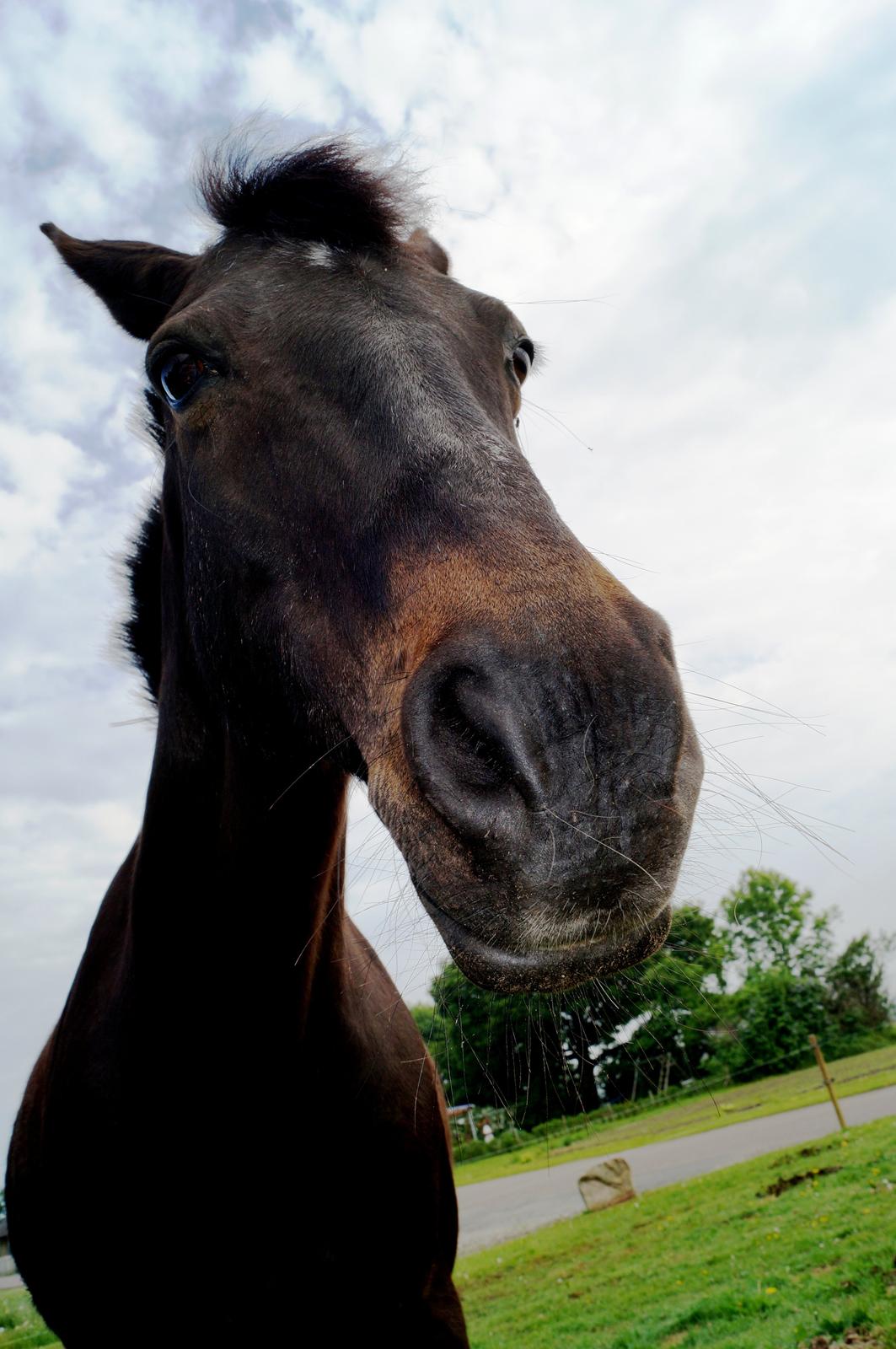 Tysk Sportspony Beauty - 2013 billede 18