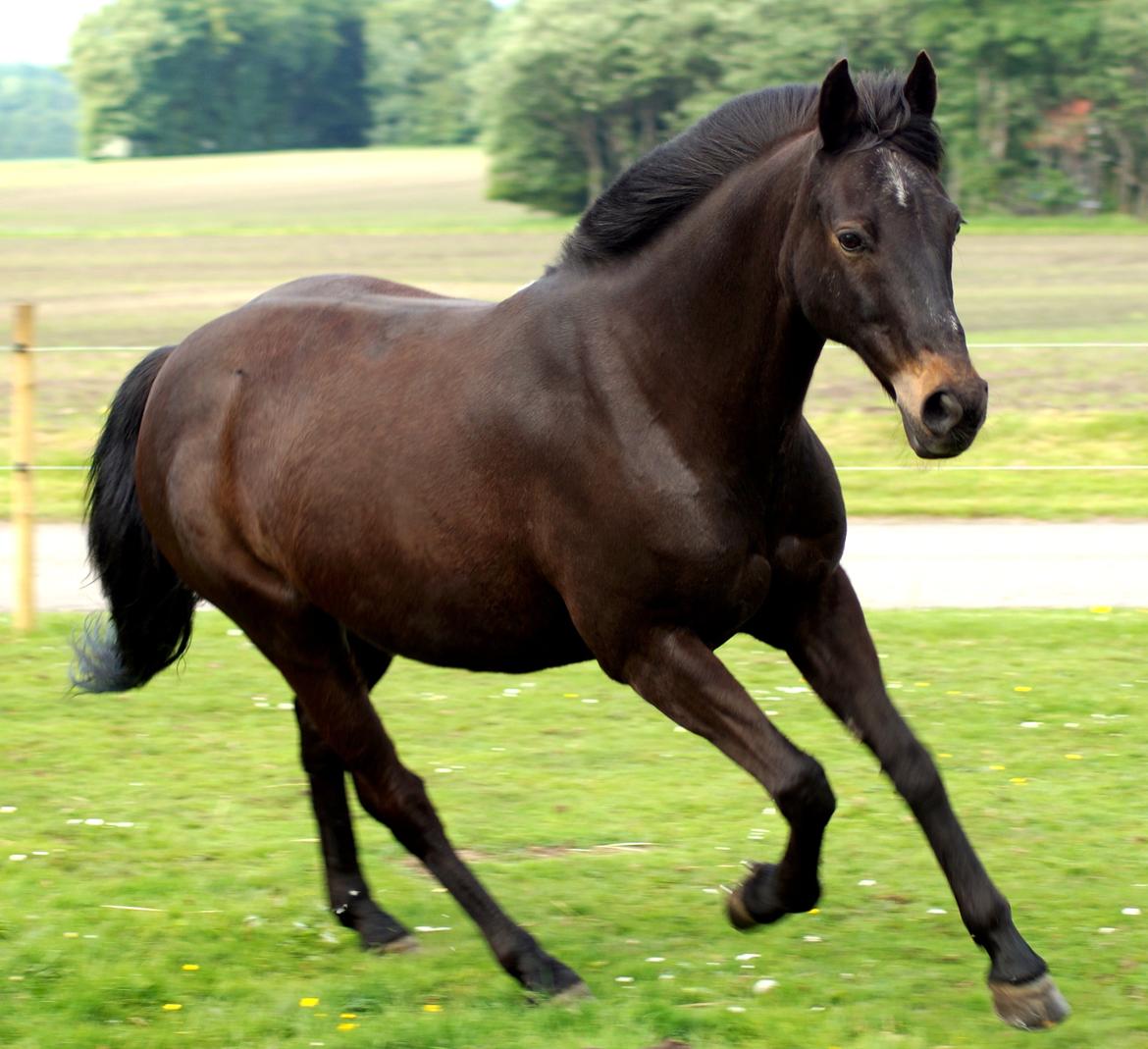 Tysk Sportspony Beauty - 2013 billede 5