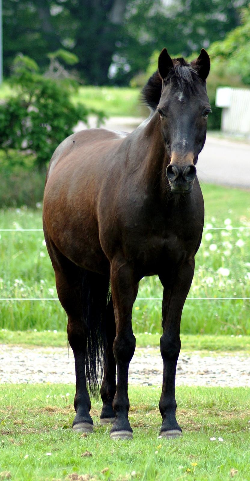 Tysk Sportspony Beauty - 2013 billede 2