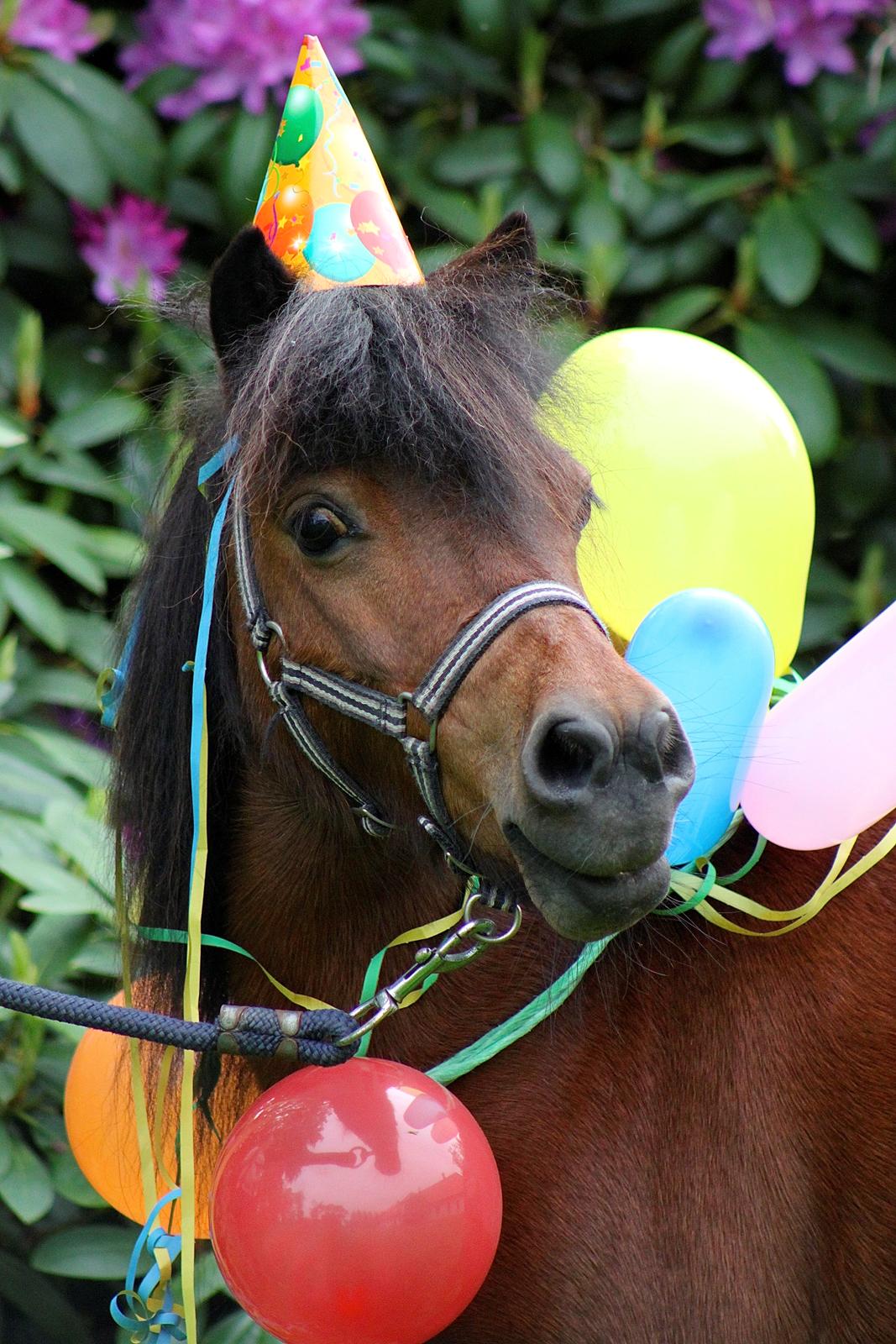 Miniature Bella La Princesa Pequeña - Velkommen til Bella La princesa Piqueña's profil. Lig egrne en kommentar eller bedømmesle :) billede 5