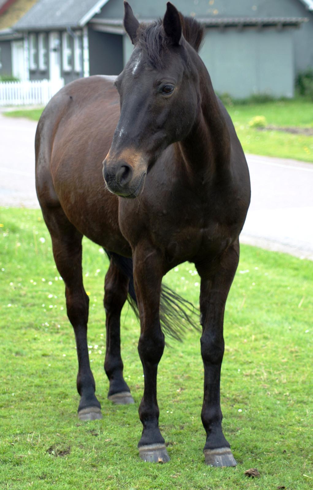 Tysk Sportspony Beauty - 2013 billede 7