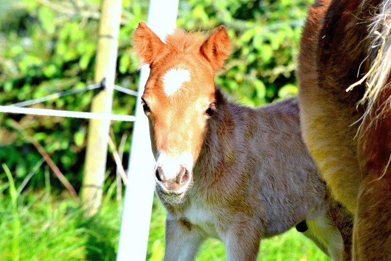 Miniature Rævhedegårds Elliot billede 2