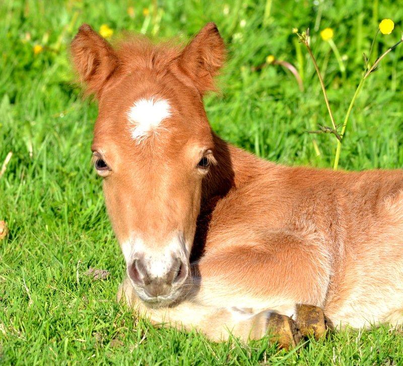 Miniature Rævhedegårds Elliot billede 4