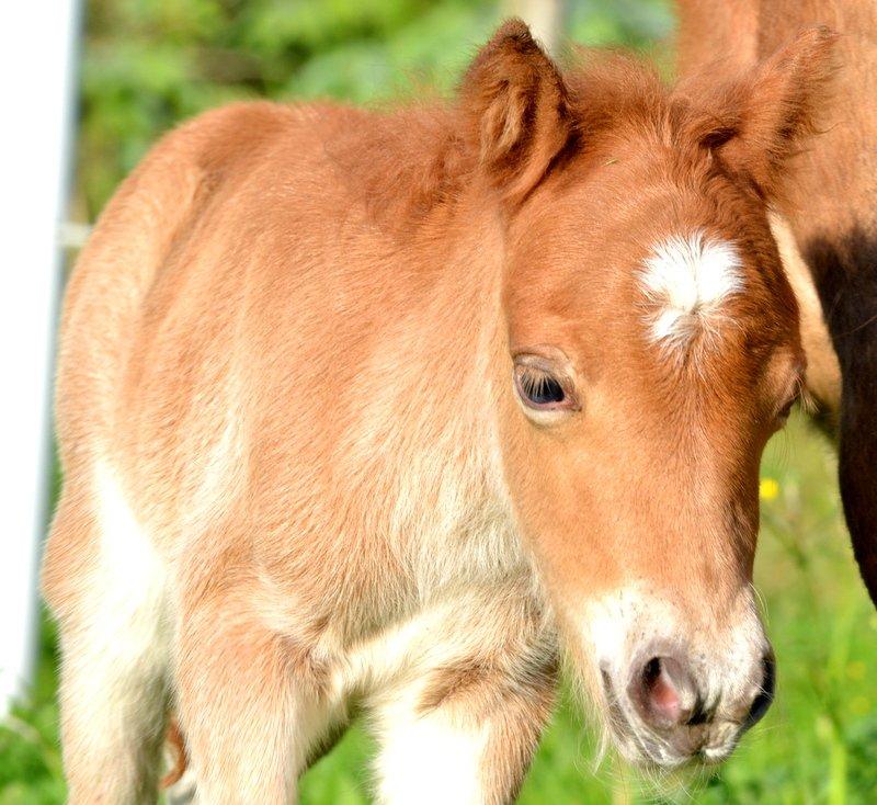 Miniature Rævhedegårds Elliot billede 6