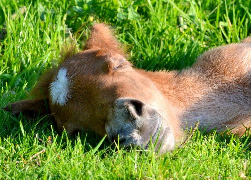 Miniature Rævhedegårds Elliot billede 8