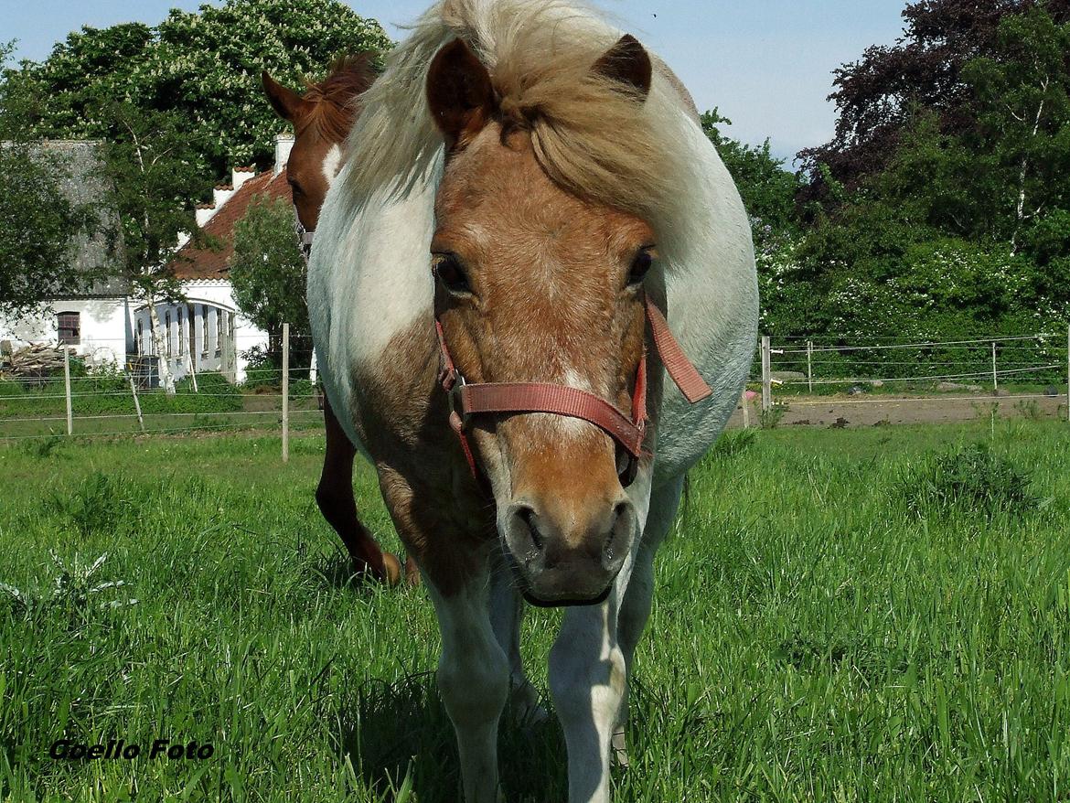 Anden særlig race I Coello's Scarlett Nyx - Når du giver mig håb om en tillidsfuld fremtid <3 billede 26