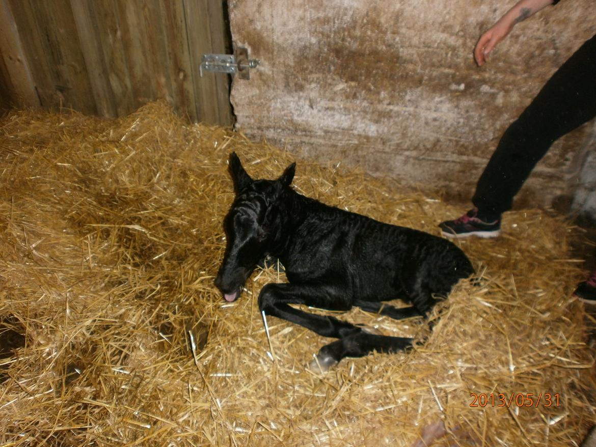 Anden særlig race RUMLE - så er jeg lige kommet til verden billede 1