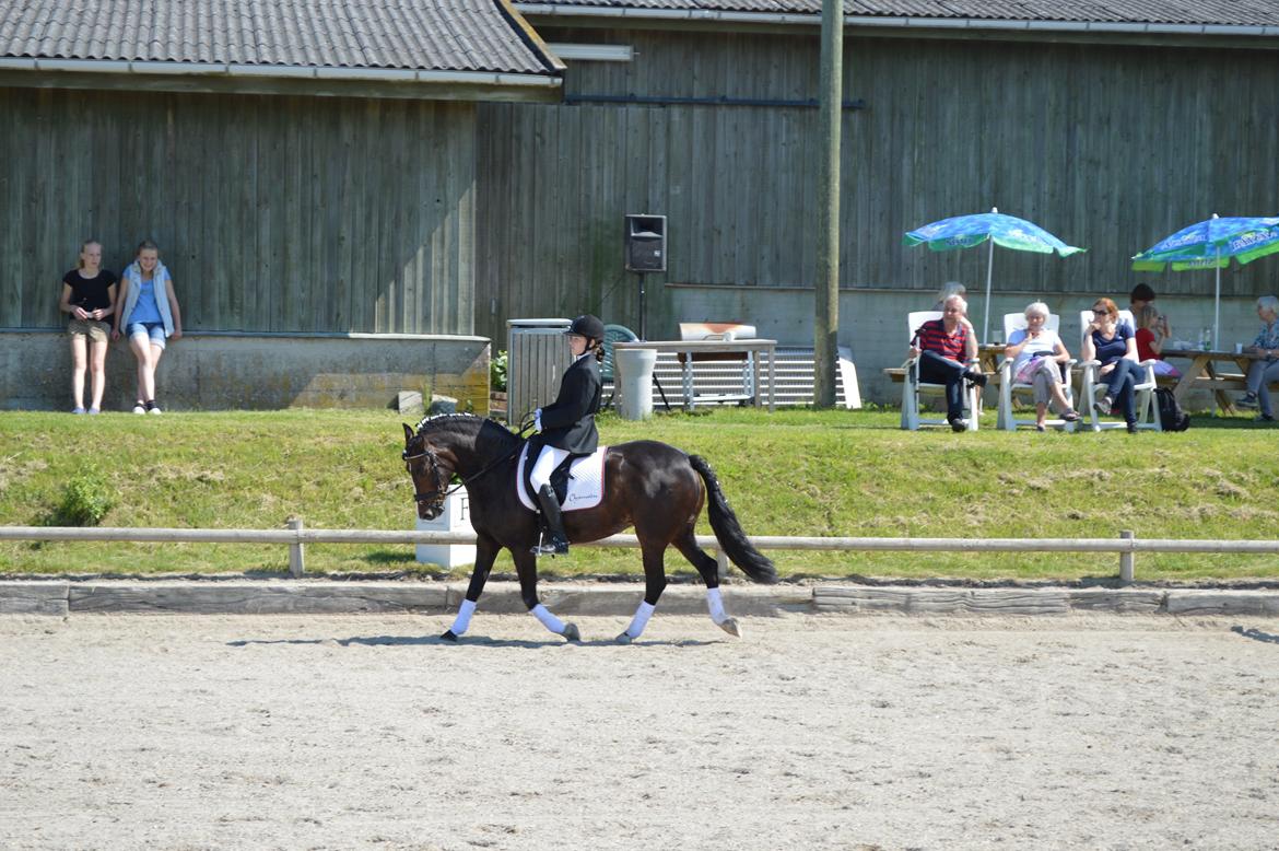 New Forest Chamsiin - første dressur stævne sammen <33 billede 1