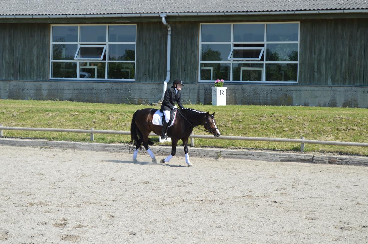 New Forest Chamsiin - <3 billede 5