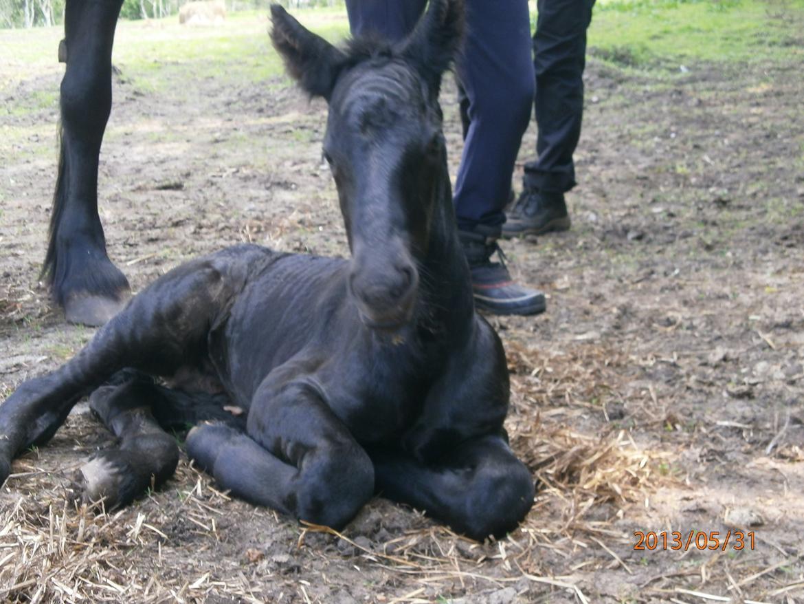 Anden særlig race RUMLE - lidt træt billede 3