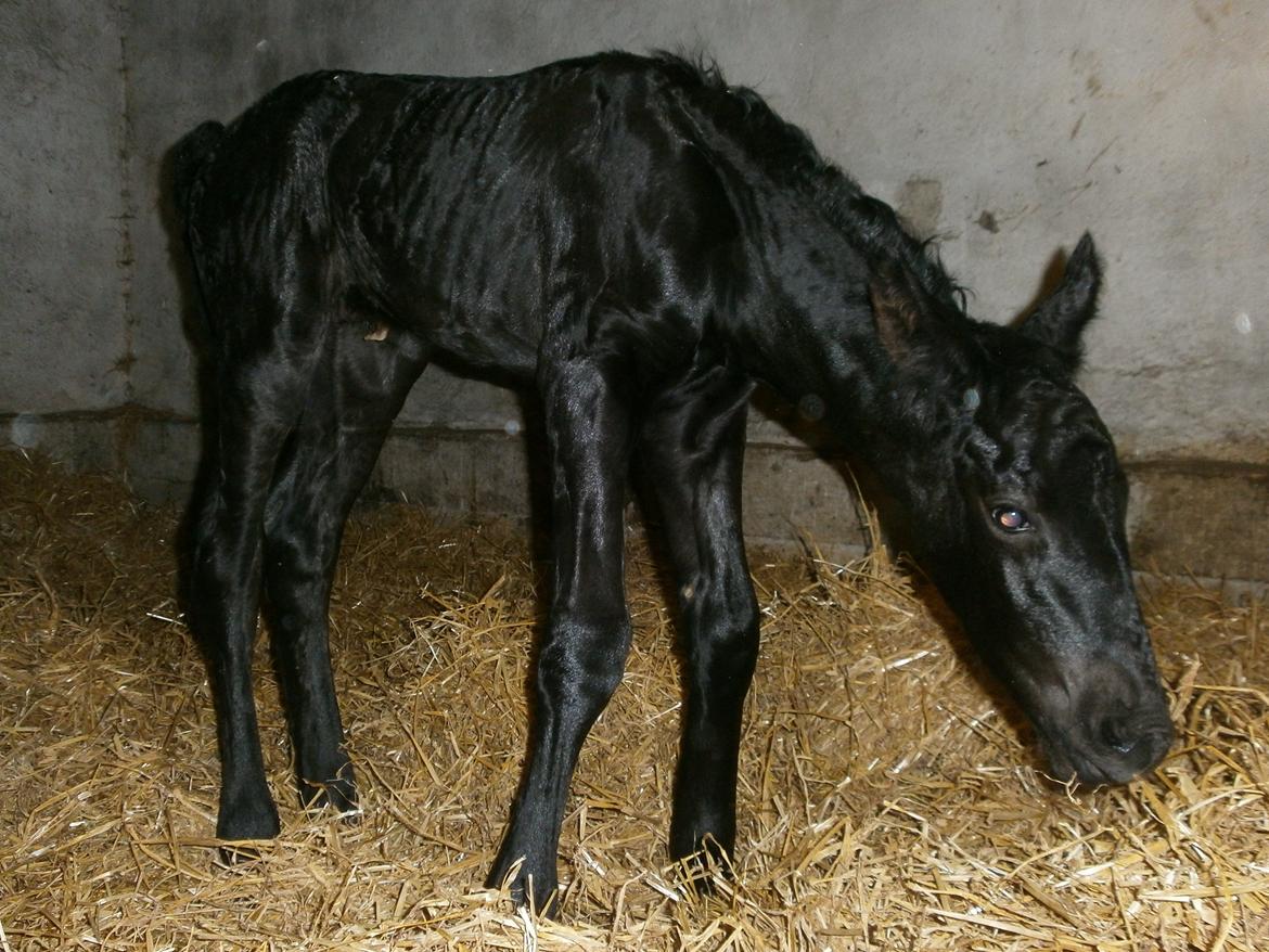 Anden særlig race RUMLE - oppe at stå på alle 4 ben billede 2