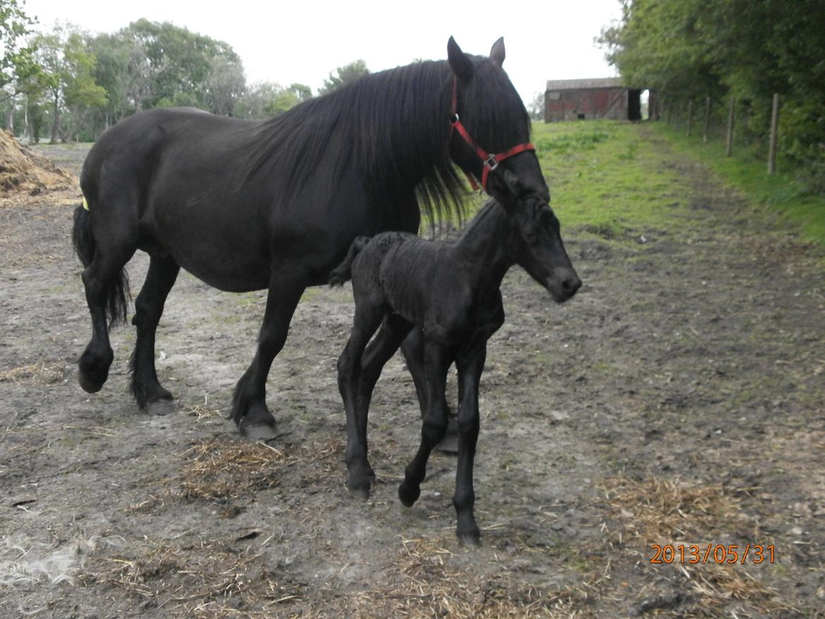 Anden særlig race RUMLE billede 4