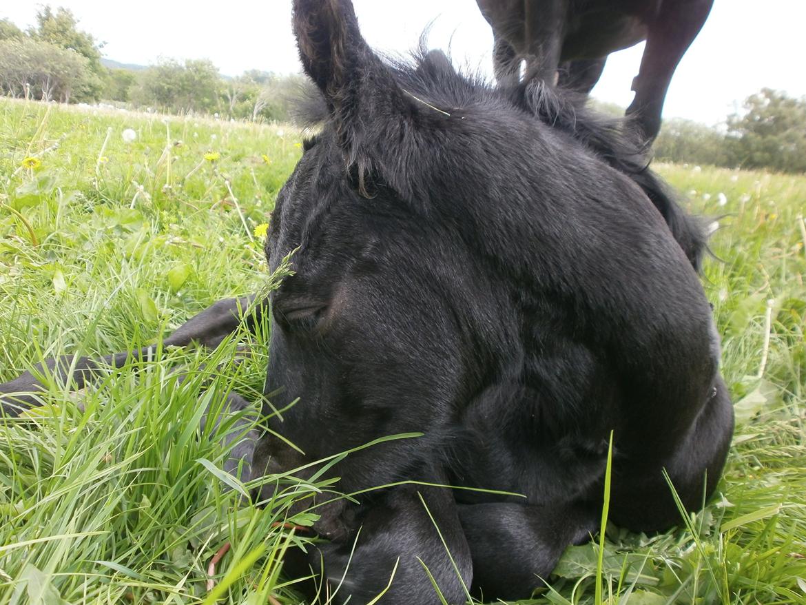 Anden særlig race RUMLE billede 5