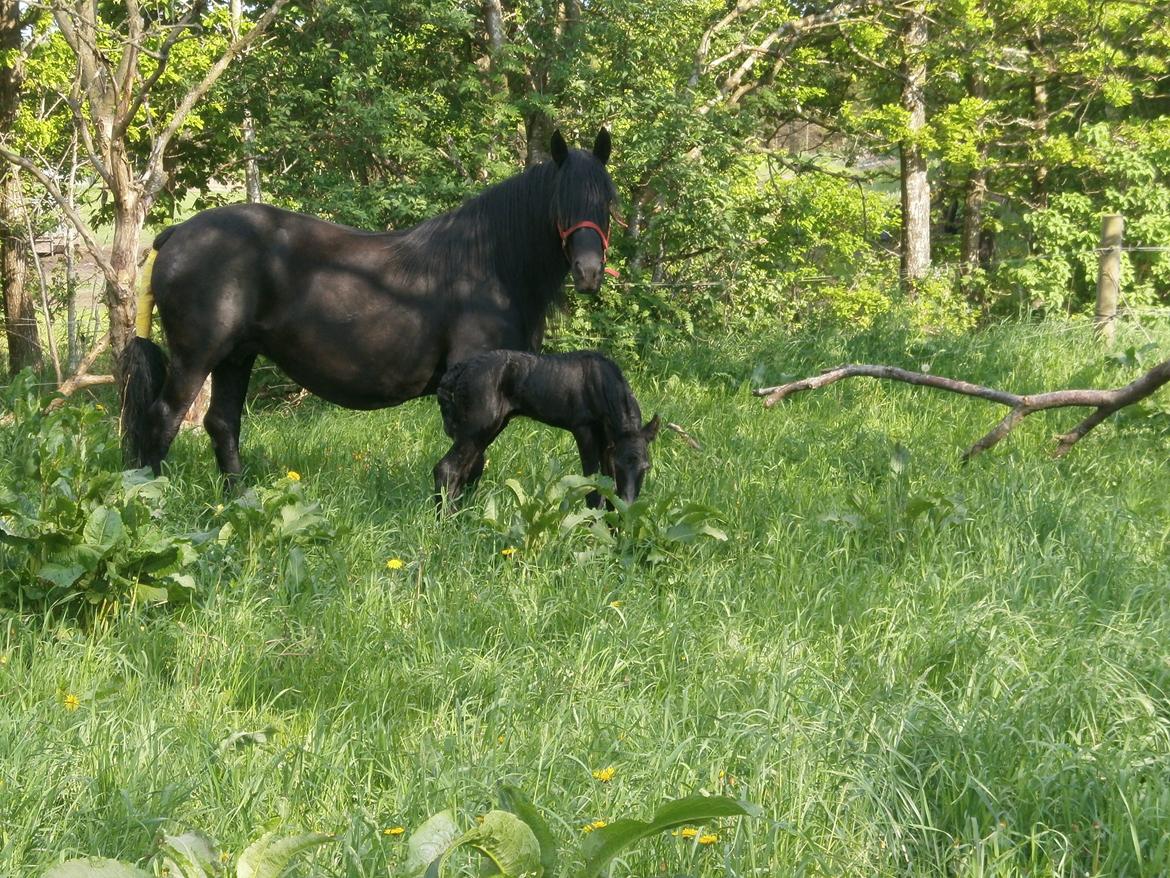 Anden særlig race RUMLE billede 6