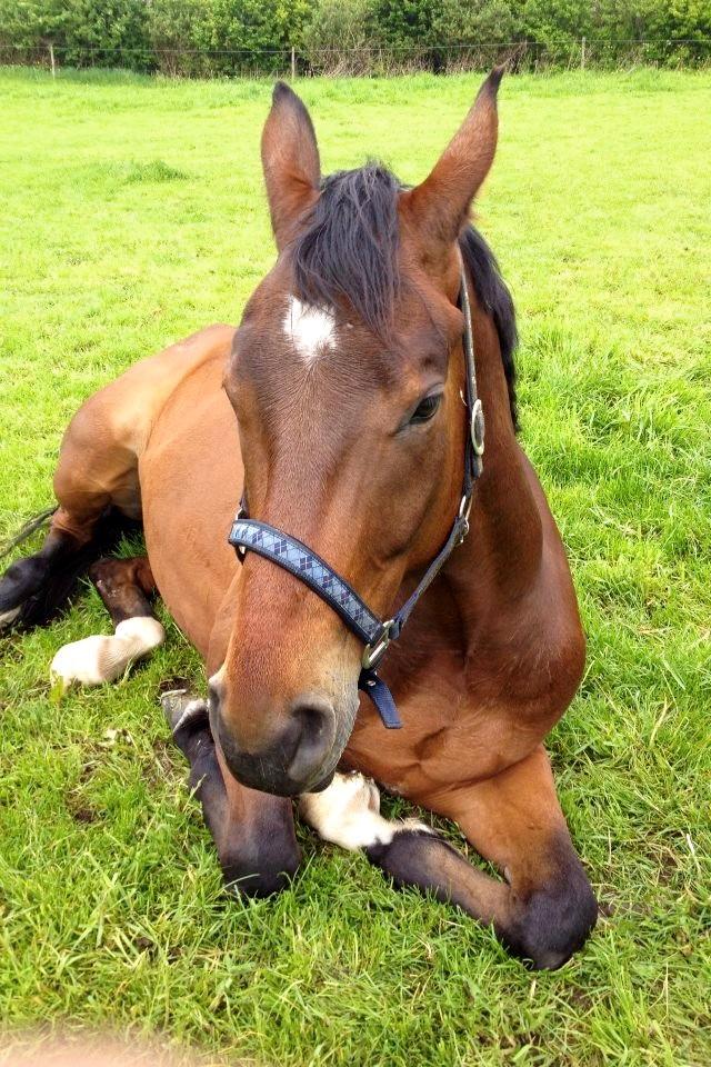 Dansk Varmblod Valløs Barosso billede 14