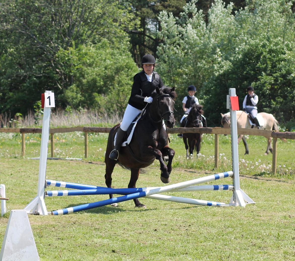 Anden særlig race | Donna - Stævne BOS d. 1/6/2013 billede 18