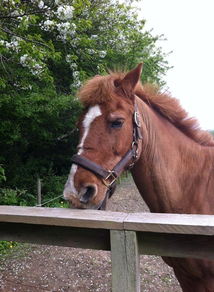 Anden særlig race Min Dreng Belci Hood:-*** billede 11