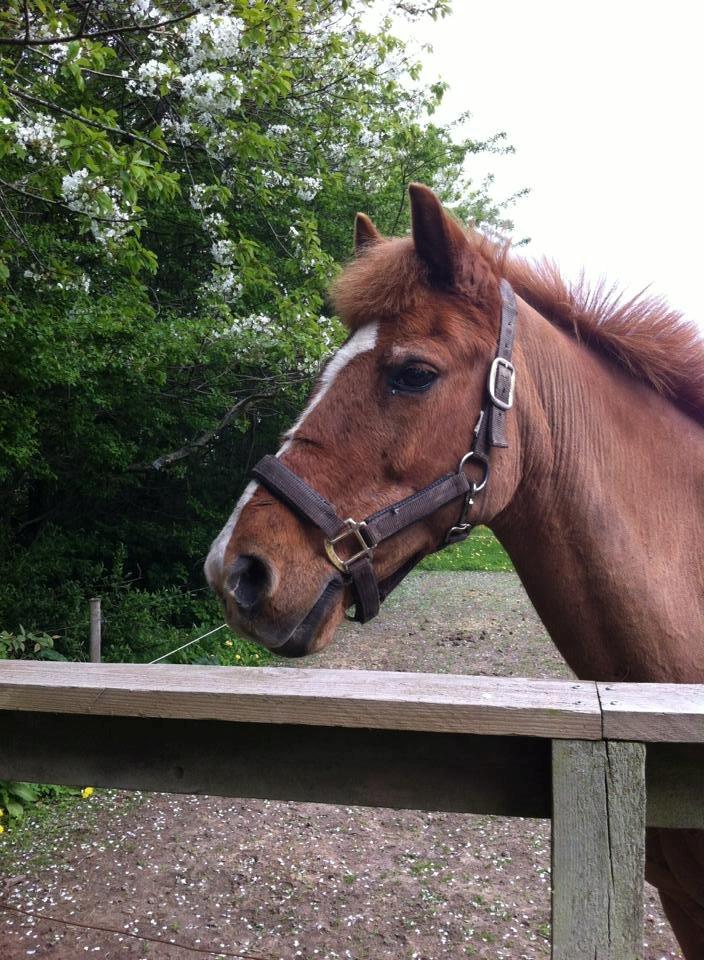 Anden særlig race Min Dreng Belci Hood:-*** billede 12