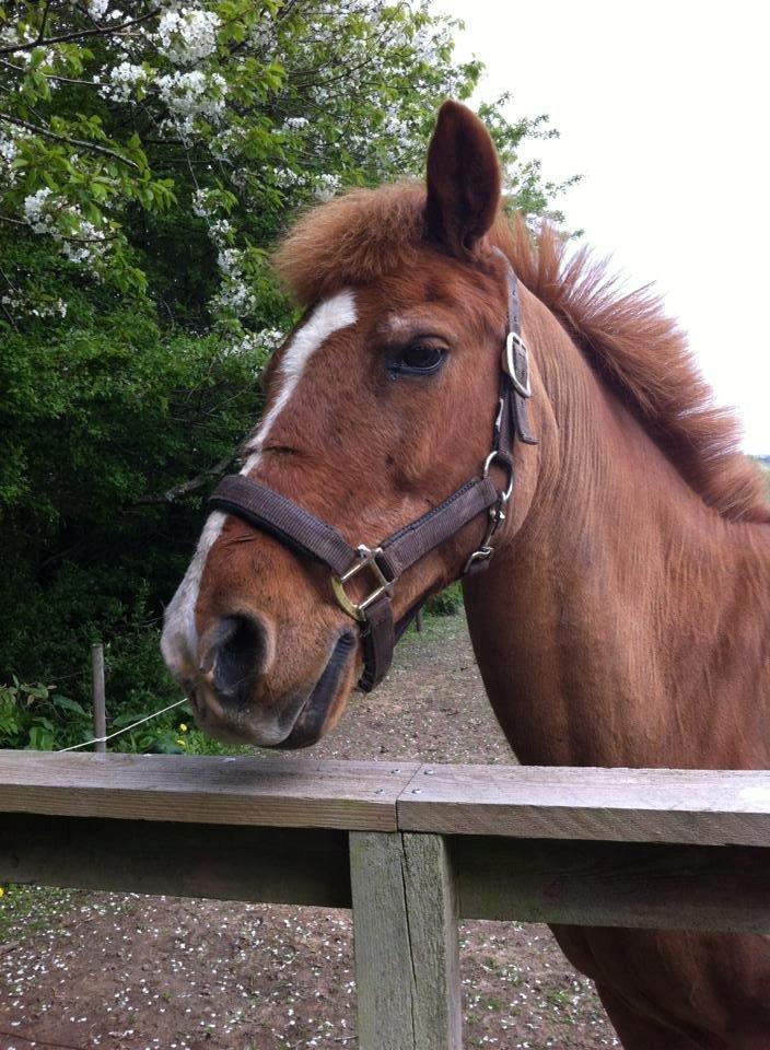 Anden særlig race Min Dreng Belci Hood:-*** billede 13