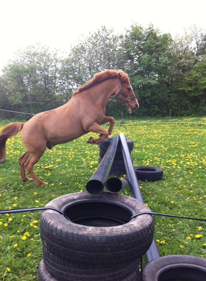 Anden særlig race Min Dreng Belci Hood:-*** billede 14