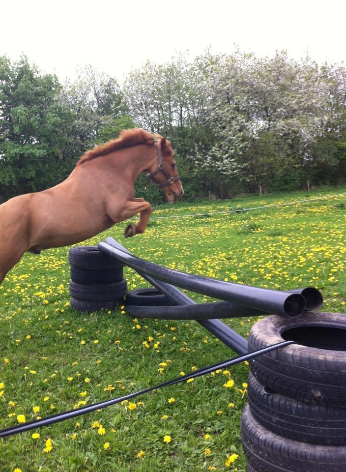 Anden særlig race Min Dreng Belci Hood:-*** billede 15