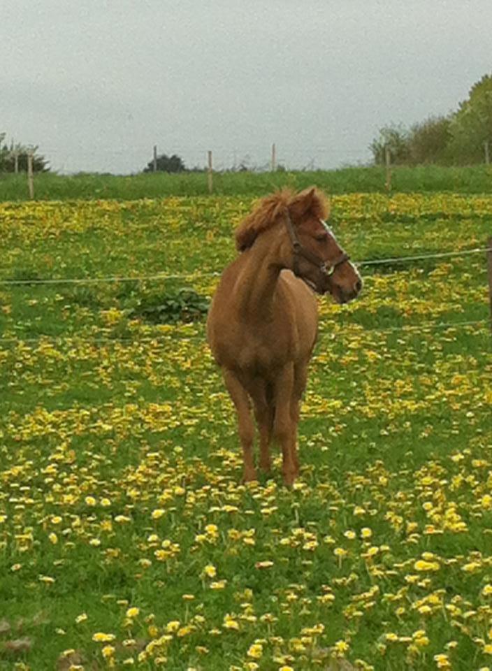 Anden særlig race Min Dreng Belci Hood:-*** billede 17