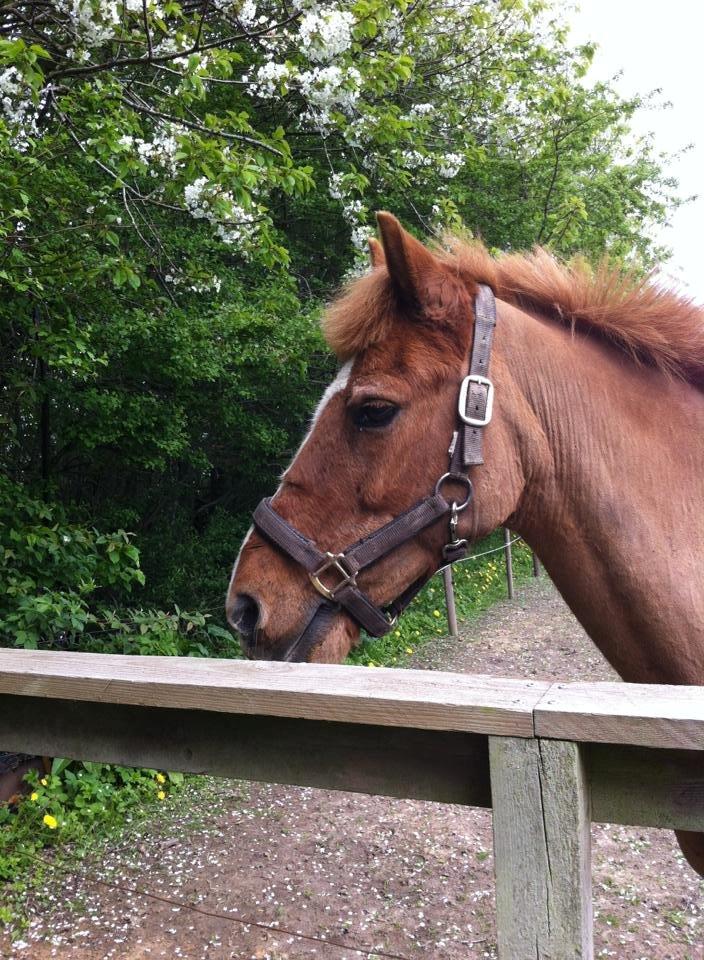 Anden særlig race Min Dreng Belci Hood:-*** billede 18