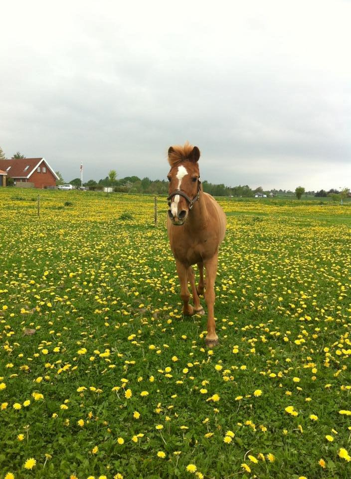 Anden særlig race Min Dreng Belci Hood:-*** billede 19