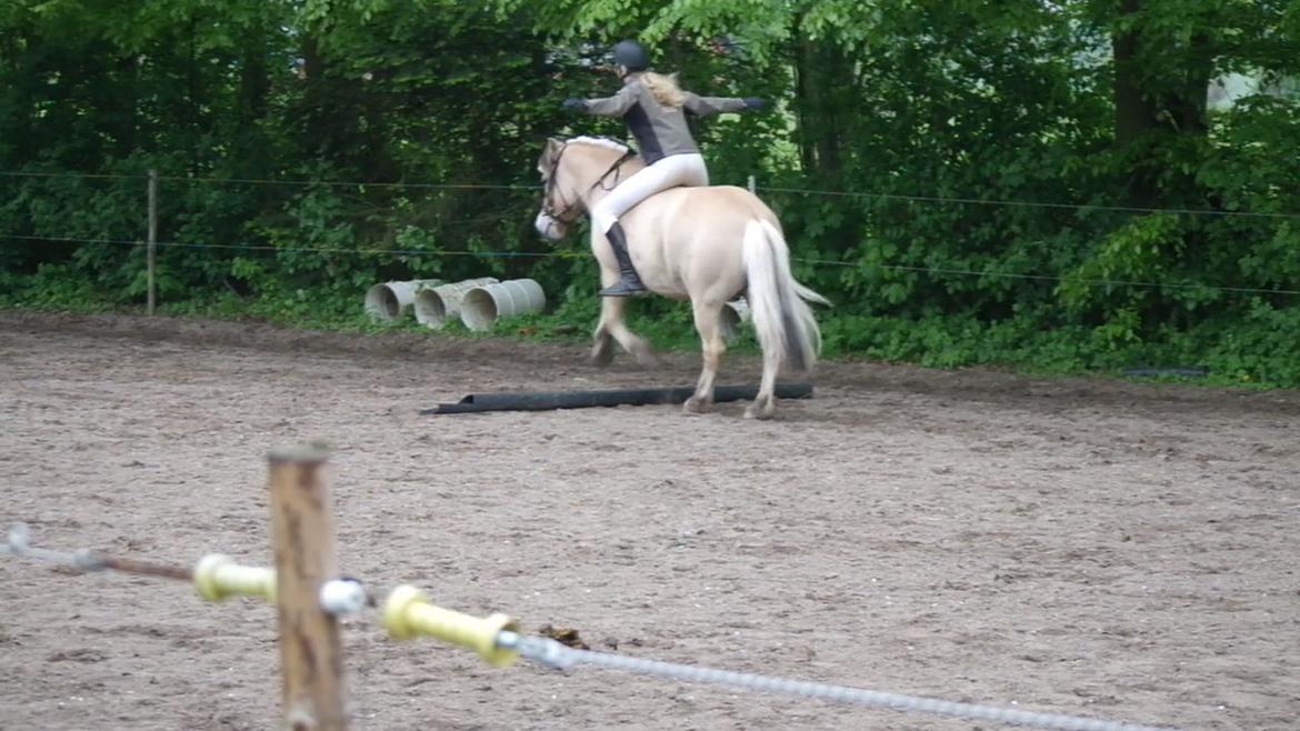 Fjordhest Maja (lille frk. Tut) himmelhest - Jeg stoler så meget på dig allerede! og jeg har kun haft dig i lidt under en måned billede 32
