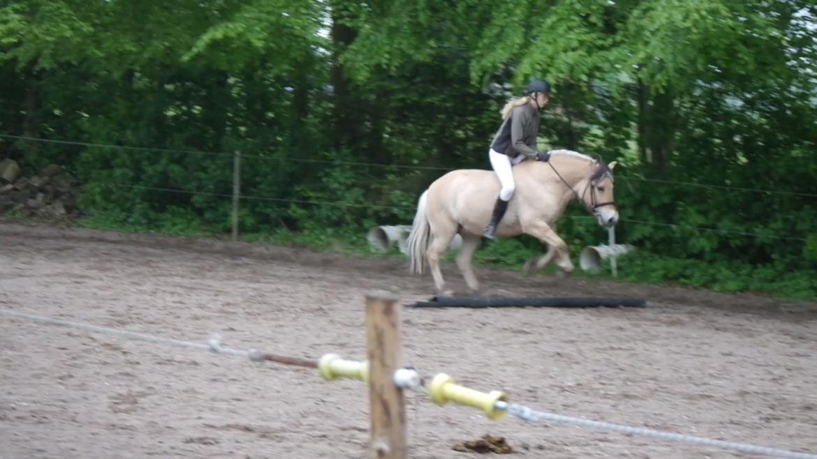 Fjordhest Maja (lille frk. Tut) himmelhest - haha tutteeeeeen! <3<3 billede 22