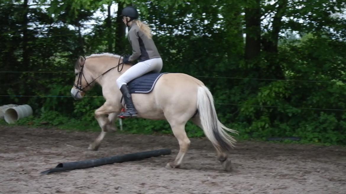 Fjordhest Maja (lille frk. Tut) himmelhest - jaja "springning" er vel også en mulighed billede 19