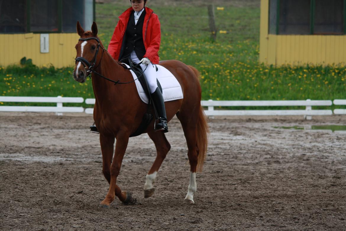 Dansk Varmblod Lindehøjgårds Celine billede 7